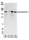 Synaptojanin-2 antibody, NBP2-22315, Novus Biologicals, Western Blot image 