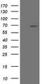 Sentrin-specific protease 2 antibody, LS-C337770, Lifespan Biosciences, Western Blot image 
