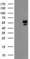 Protein arginine N-methyltransferase 2 antibody, TA503587S, Origene, Western Blot image 