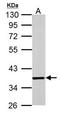 COP9 Signalosome Subunit 5 antibody, NB120-495, Novus Biologicals, Western Blot image 