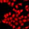 Protein Kinase AMP-Activated Catalytic Subunit Alpha 2 antibody, orb412587, Biorbyt, Immunofluorescence image 