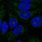 Abhydrolase Domain Containing 11 antibody, HPA024042, Atlas Antibodies, Immunofluorescence image 