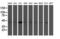 Nuclear distribution protein nudE-like 1 antibody, M02478-1, Boster Biological Technology, Western Blot image 