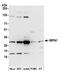 Inositol Monophosphatase 1 antibody, A305-428A, Bethyl Labs, Western Blot image 