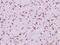 Prickle Planar Cell Polarity Protein 2 antibody, 108150-T08, Sino Biological, Immunohistochemistry frozen image 