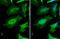 GAPDH antibody, GTX124502, GeneTex, Immunofluorescence image 