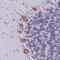 Plexin B3 antibody, NBP2-38573, Novus Biologicals, Immunohistochemistry frozen image 
