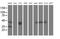Aminoacylase 1 antibody, MA5-25627, Invitrogen Antibodies, Western Blot image 