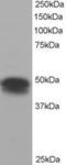 Flotillin 1 antibody, LS-B9180, Lifespan Biosciences, Western Blot image 