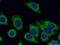 Prohibitin 2 antibody, 12295-1-AP, Proteintech Group, Immunofluorescence image 