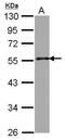 Golgi reassembly-stacking protein 2 antibody, PA5-31159, Invitrogen Antibodies, Western Blot image 