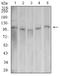 DNM2 antibody, NBP2-61757, Novus Biologicals, Western Blot image 