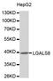 Galectin 8 antibody, TA332772, Origene, Western Blot image 