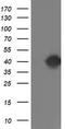 Translocase Of Outer Mitochondrial Membrane 34 antibody, TA503119, Origene, Western Blot image 