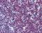 Cystatin SN antibody, orb95003, Biorbyt, Immunohistochemistry paraffin image 