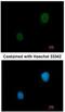 Protein Kinase CAMP-Dependent Type II Regulatory Subunit Beta antibody, NBP1-33773, Novus Biologicals, Immunofluorescence image 
