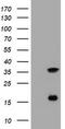 Thymidylate Synthetase antibody, TA801565BM, Origene, Western Blot image 