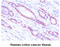 Methionine Adenosyltransferase 2A antibody, MBS200137, MyBioSource, Immunohistochemistry paraffin image 