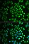 Transient Receptor Potential Cation Channel Subfamily V Member 1 antibody, orb251480, Biorbyt, Immunofluorescence image 