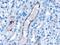 Vacuolar Protein Sorting 25 Homolog antibody, NB100-2468, Novus Biologicals, Immunohistochemistry frozen image 