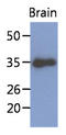 Kruppel Like Factor 7 antibody, AM50041PU-S, Origene, Western Blot image 