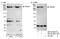 Transformation/Transcription Domain Associated Protein antibody, NB100-58811, Novus Biologicals, Western Blot image 