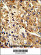Sodium/potassium-transporting ATPase subunit beta-2 antibody, 63-865, ProSci, Immunohistochemistry paraffin image 