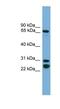 Dynein intermediate chain 2, axonemal antibody, NBP1-80509, Novus Biologicals, Western Blot image 