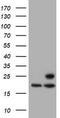 Proteasome Subunit Beta 9 antibody, TA504392, Origene, Western Blot image 