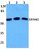 Zinc Finger Protein 682 antibody, A16546-1, Boster Biological Technology, Western Blot image 