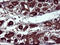 CSH1 antibody, LS-C788269, Lifespan Biosciences, Immunohistochemistry frozen image 