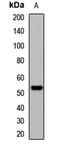 EDIL3 antibody, LS-C668263, Lifespan Biosciences, Western Blot image 