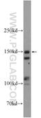RAB3 GTPase Activating Non-Catalytic Protein Subunit 2 antibody, 24599-1-AP, Proteintech Group, Western Blot image 