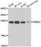 RAB5C, Member RAS Oncogene Family antibody, LS-C349068, Lifespan Biosciences, Western Blot image 