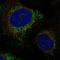 Syntaxin 11 antibody, HPA076253, Atlas Antibodies, Immunocytochemistry image 