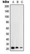RHOH antibody, LS-C351843, Lifespan Biosciences, Western Blot image 