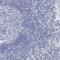 Anoctamin 1 antibody, HPA032148, Atlas Antibodies, Immunohistochemistry frozen image 