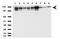 DNA topoisomerase 2-alpha antibody, UM800043CF, Origene, Western Blot image 