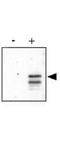 Cyclic AMP-responsive element-binding protein 1 antibody, TA319433, Origene, Western Blot image 