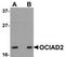 OCIA Domain Containing 2 antibody, TA306868, Origene, Western Blot image 