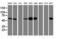 Lectin, Mannose Binding 1 antibody, LS-C785489, Lifespan Biosciences, Western Blot image 