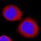 Secreted frizzled-related protein 1 antibody, AF1384, R&D Systems, Immunofluorescence image 