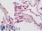 Glutathione Peroxidase 1 antibody, LS-B12805, Lifespan Biosciences, Immunohistochemistry paraffin image 