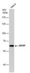 Membrane Frizzled-Related Protein antibody, PA5-78630, Invitrogen Antibodies, Western Blot image 