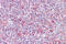 RELB Proto-Oncogene, NF-KB Subunit antibody, ARP38807_P050, Aviva Systems Biology, Immunohistochemistry frozen image 