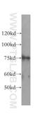 RNF12 antibody, 16121-1-AP, Proteintech Group, Western Blot image 