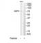 Amphiphysin antibody, TA326278, Origene, Western Blot image 