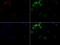 CD5 Molecule antibody, LS-C796669, Lifespan Biosciences, Immunofluorescence image 