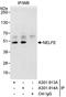 Negative Elongation Factor Complex Member E antibody, A301-914A, Bethyl Labs, Immunoprecipitation image 
