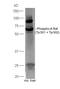 A-Raf Proto-Oncogene, Serine/Threonine Kinase antibody, orb5910, Biorbyt, Western Blot image 